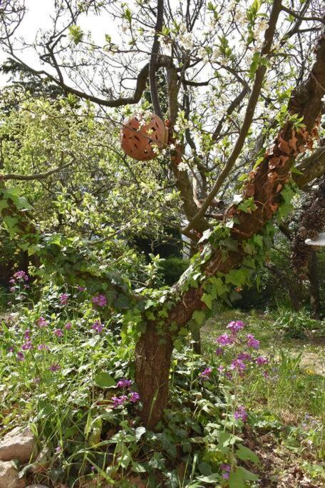 La Petite Maison Des Artistes Séguret Dış mekan fotoğraf